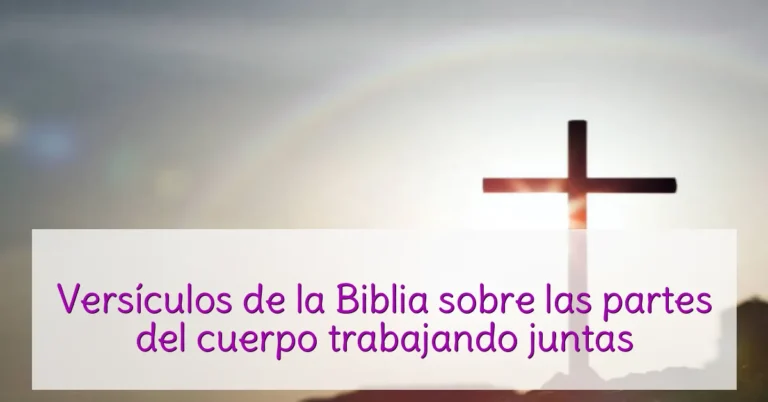 Versículos de la Biblia sobre las partes del cuerpo trabajando juntas