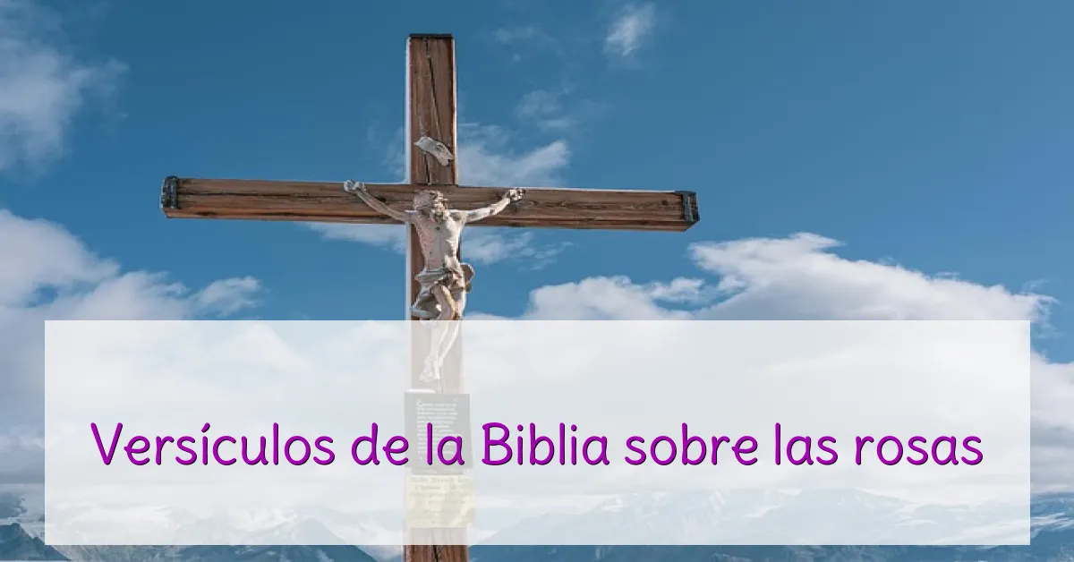 Versículos de la Biblia sobre las rosas